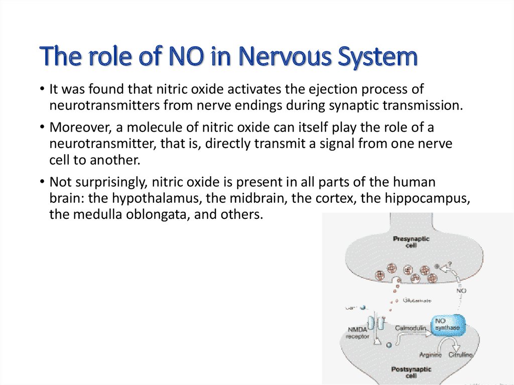The role of NO in Nervous System