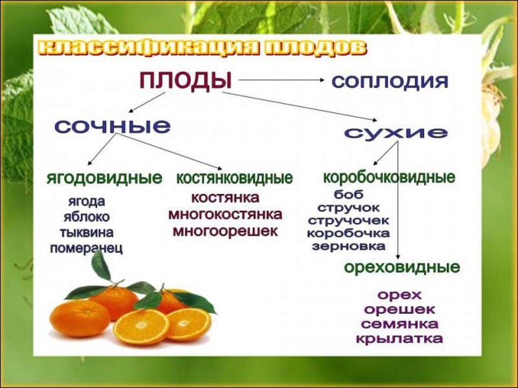 Виды плодов. Типы плодов 6 класс биология. Плод это в биологии. Сочные ягодовидные плоды. Строение и разнообразие плодов.