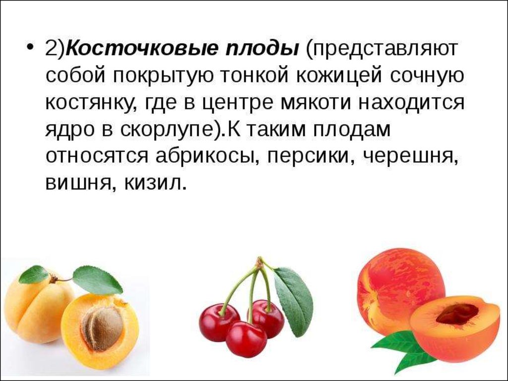 Давать плоды результаты. Презентация на тему косточковые плоды. Косточковые плоды абрикос. К косточковым плодам относятся персик. Косточковые плоды Товароведение.