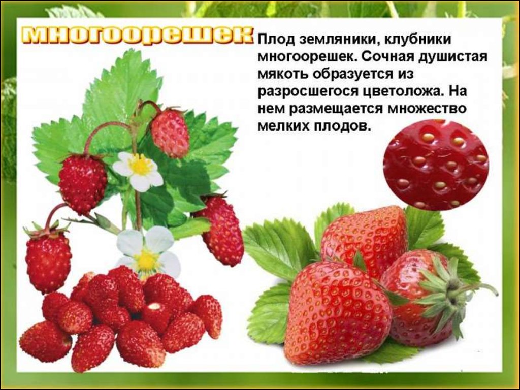 Земляника относится к группе. Плод клубники. Клубника Тип плода. Земляника вид плода. Типы плодов земляники.