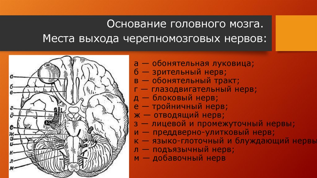 Нервы обонятельный зрительный. Обонятельные луковицы головного мозга. Обонятельная оуковицы. Гле находится обонятелтнвя луковицу. Мозг анатомия обонятельные луков.