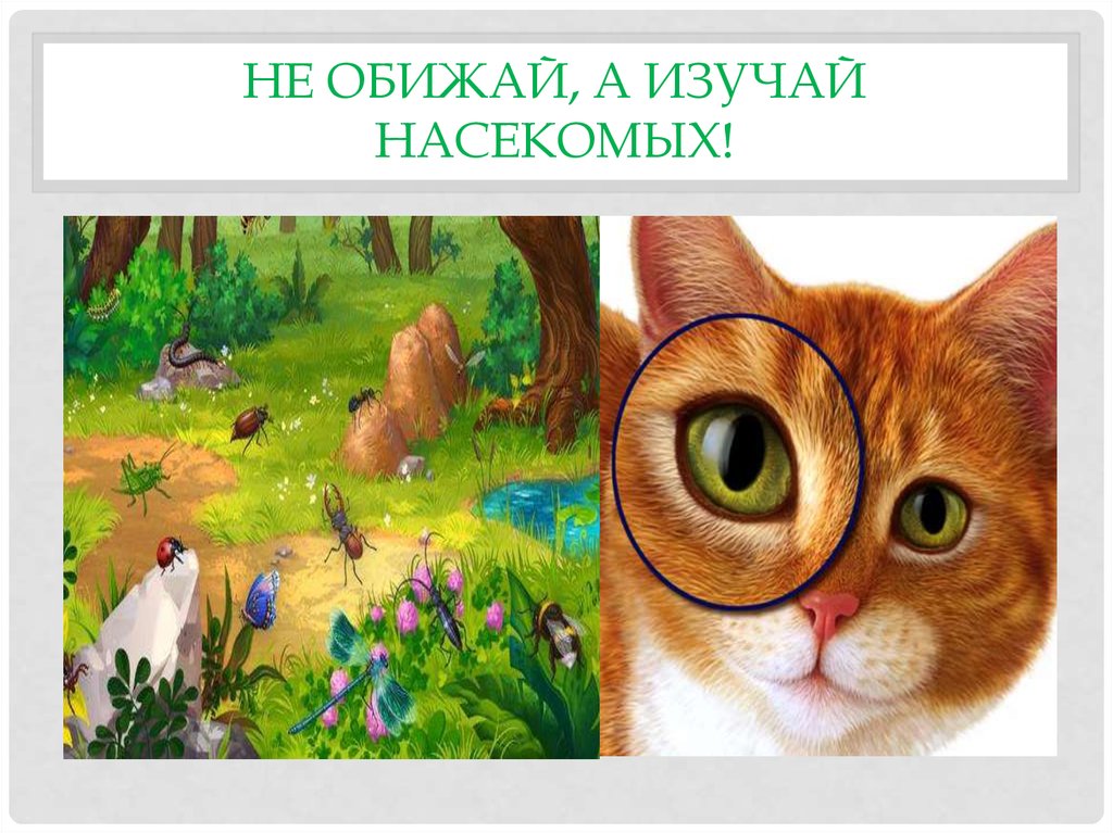 Не обижай животных. Рисунок не обижай. Рисунок не обижайте животных. Рисунок на тему не обижай зверей.