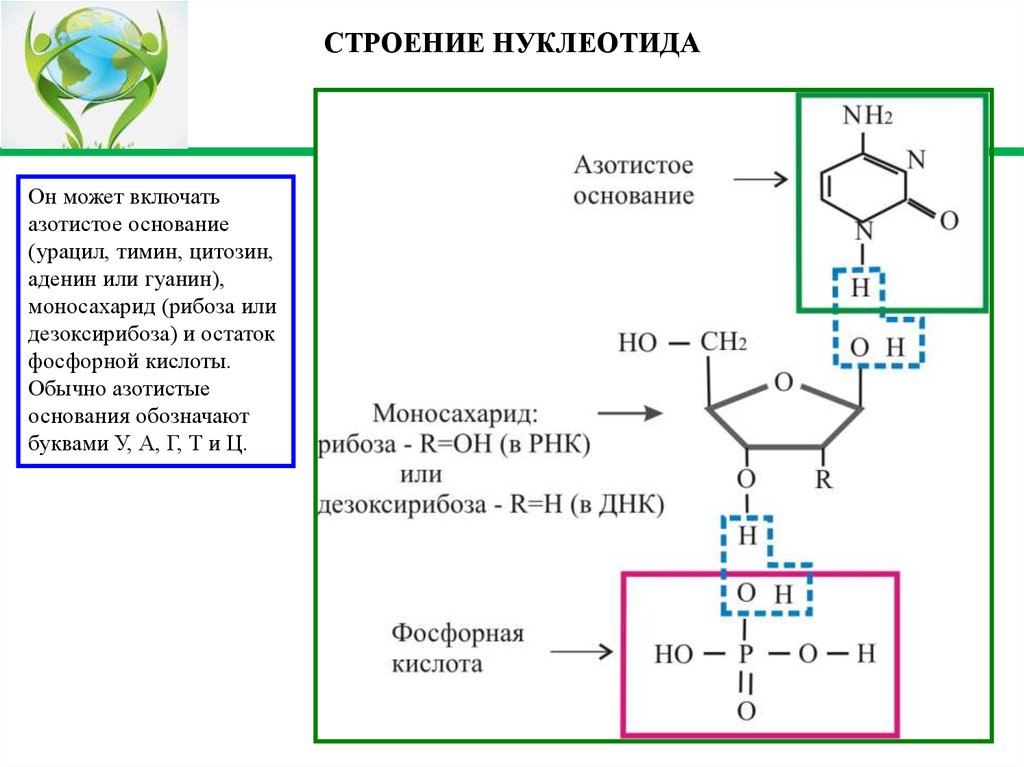 Азотистое основание рибоза остаток