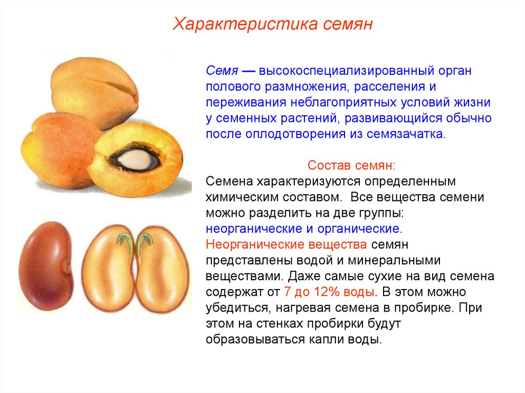 Презентация по биологии 6 класс строение семян