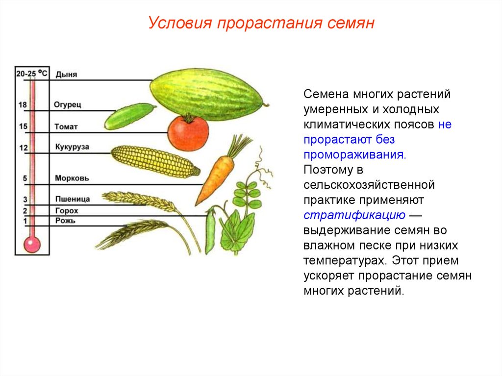 Цветок плод семя презентация