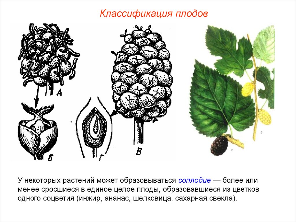 Плод это растение. Малина соплодие. Плод шелковицы это соплодие. Шелковица соплодие строение. Классификация плодов соплодие.