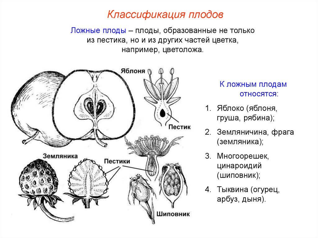 Настоящие ложные. Строение ложного плода. Строение плода фра́га. Схема строения истинного плода. Ложные плоды у растений.