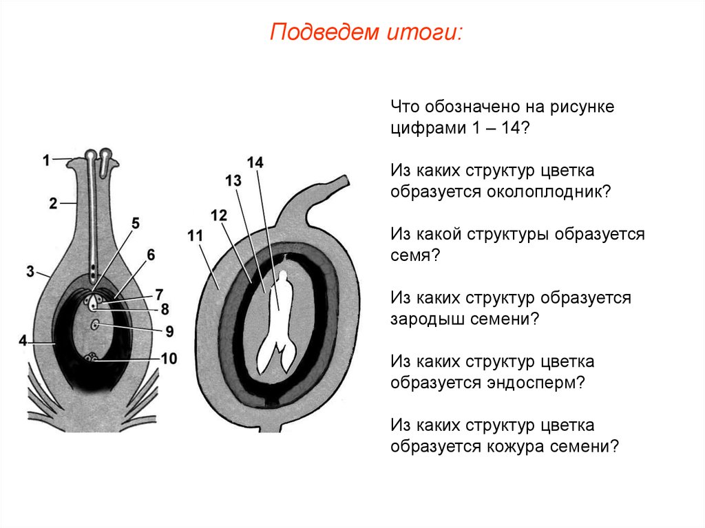 Какой процесс показан на рисунке что обозначено цифрами 1 и 2