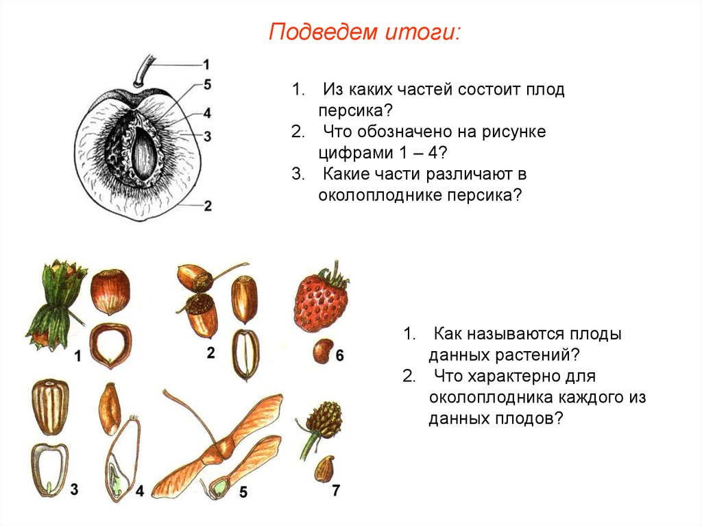 Тест по биологии плоды тема плоды. Из каких частей состоит плод персика. Строение плода персика 6 класс. Из чего состоит плод растений. Строение плода покрытосеменных растений.