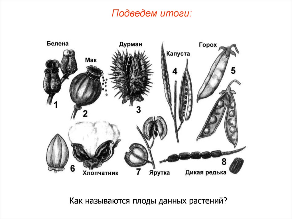 Как называется плод. Как называются плоды данных растений. Классификация плодов капуста. Капуста название плода.