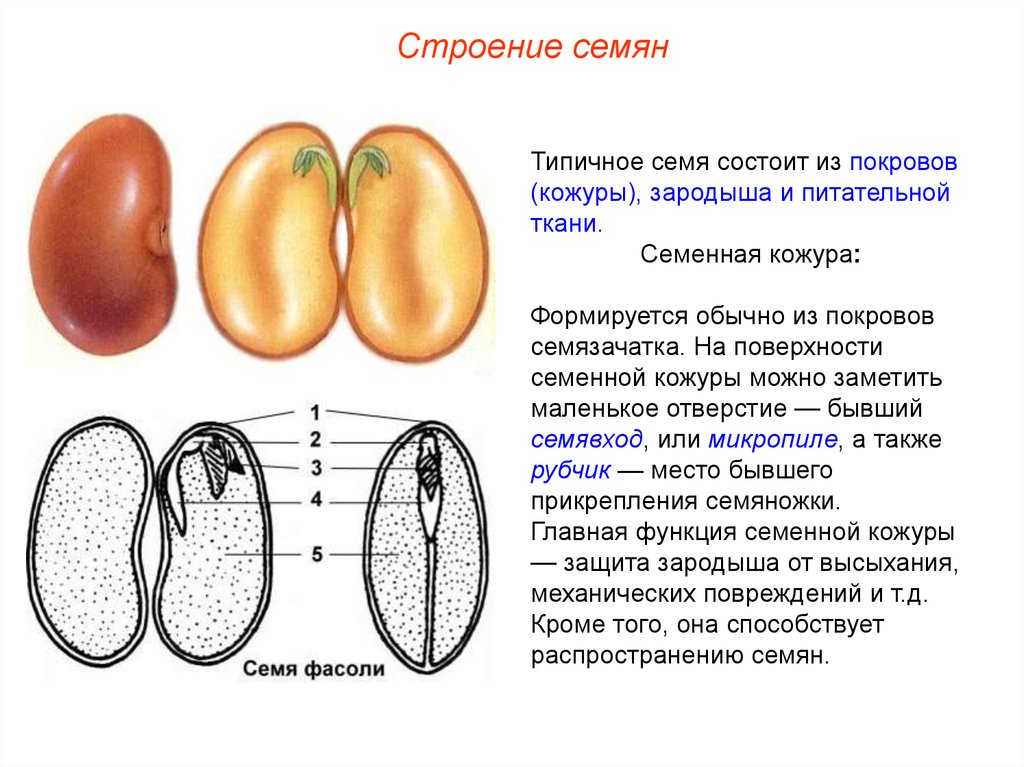 Состав семени фасоли в сформированном зародыше. Семя двудольного растения состоит из семенной кожуры и зародыша. Строение семенной кожуры. Семя фасоли зародыш семенная кожура. Зародыш семени фасоли состоит.