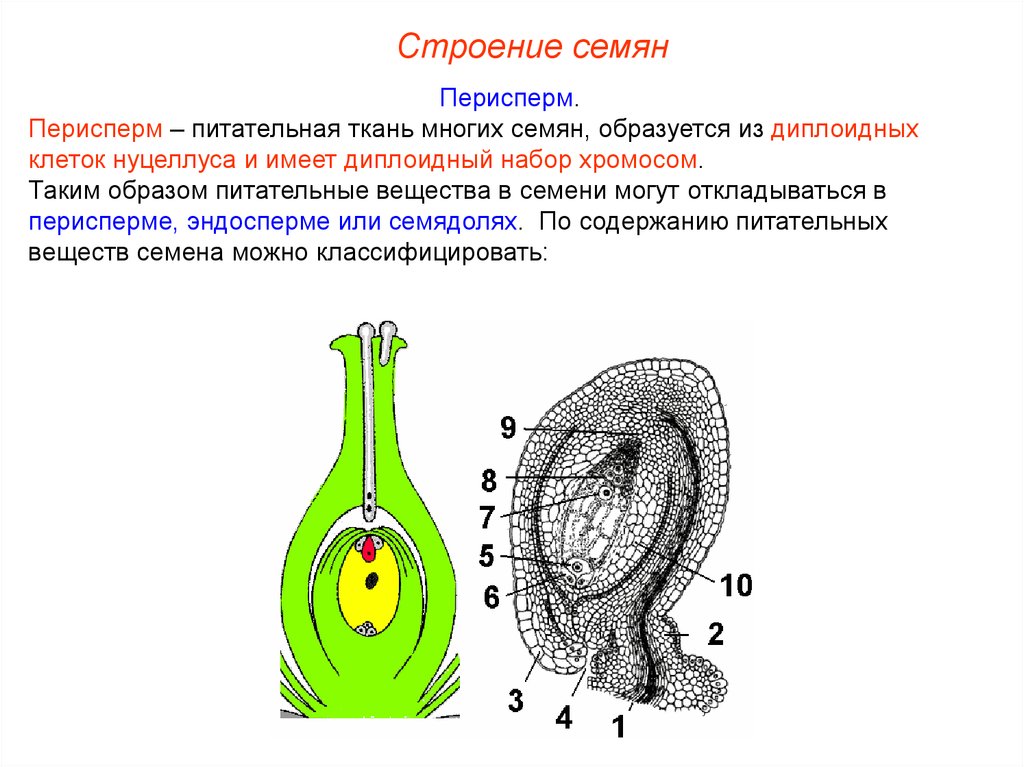 Эндосперм набор хромосом. Строение семени с эндоспермом и периспермом. Питательная ткань развивающаяся в семени растений. Клетка из которой развивается эндосперм. Эндосперм это питательная ткань.