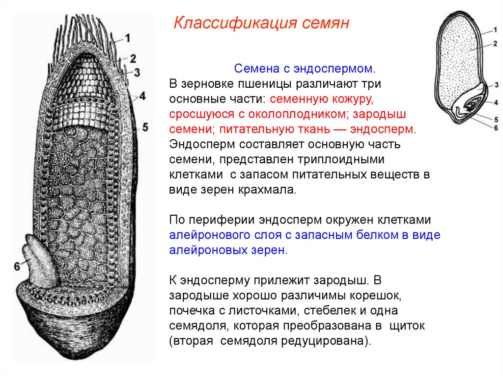 Ткани семян. Семя пшеницы эндосперм семени плод семени. Семена с эндоспермом строение. Классификация семян пшеницы. Эндосперм в зерновке пшеницы.