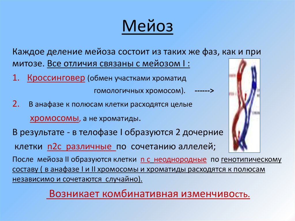 9 класс презентация мейоз