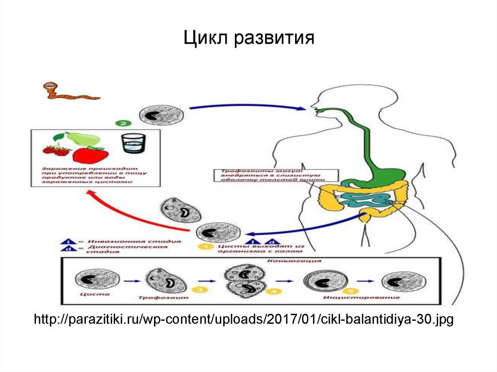 Инвазионная стадия при балантидиазе