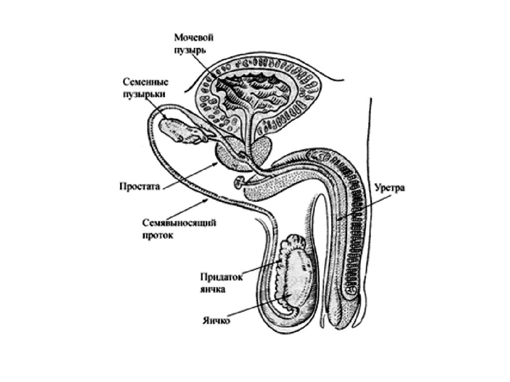 Органы мужской половой системы рисунок. Мужская половая система строение схема. Схема строения мужских внутренних половых органов. Мужская половая система анатомия схема. Мужская половая/система анатомия строение.