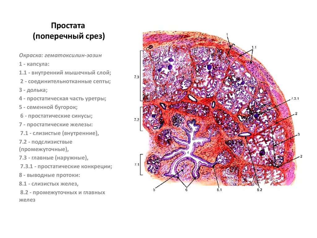 Предстательная железа гистология рисунок