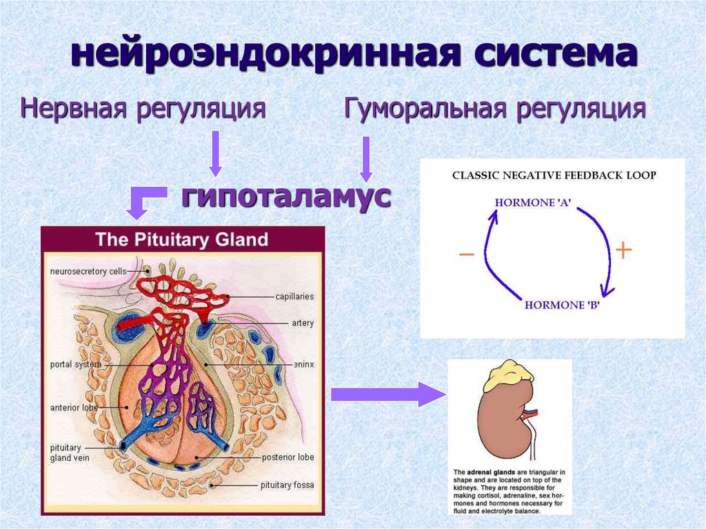 Самая крупная эндокринная железа. Нейроэндокринная система. Нейроэндокринная система строение. Строение и функции нейроэндокринной системы. Эндокринная и нейроэндокринная система.