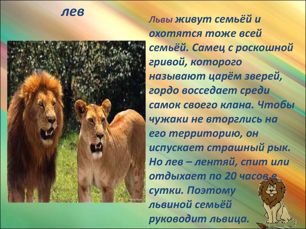 Львы живут семьей. Рассказ про Льва. Презентация про животных. Лев для презентации. Презентация про животных Африки.
