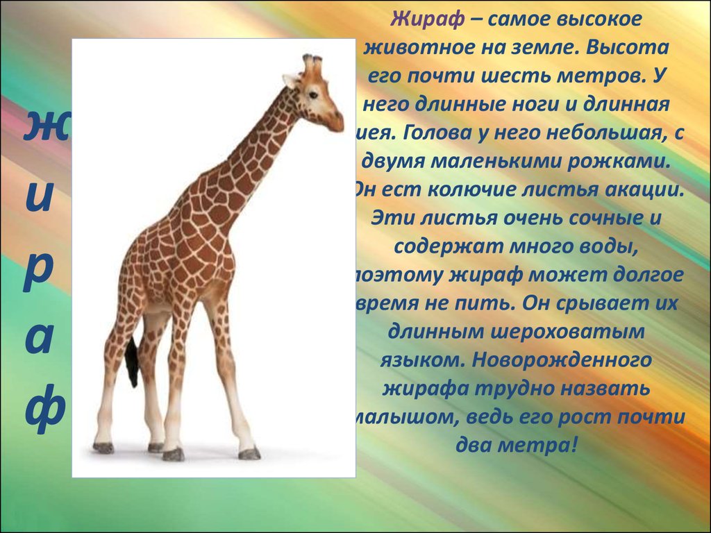 Доклад животные африки. Сообщение о жирафе. Доклад о жирафе. Жираф самое высокое животное на земле. Проект про животных.