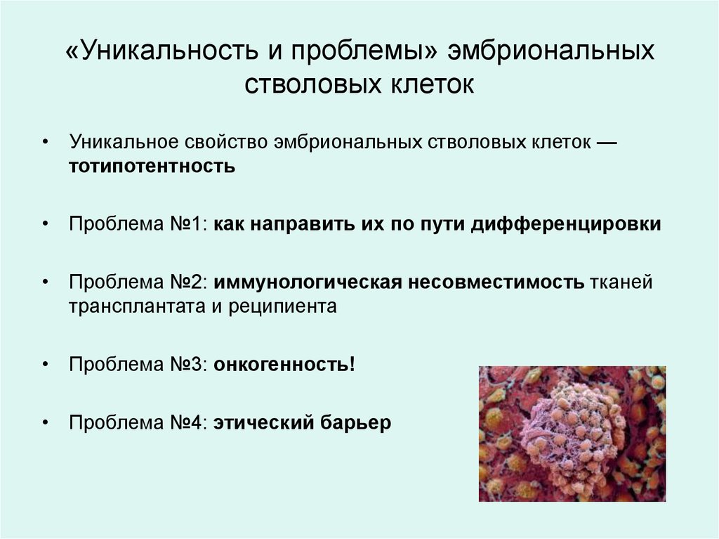 Эмбриональные стволовые клетки. Проблемы использования стволовых клеток. Дифференцировка эмбриональных стволовых клеток. Тотипотентные эмбриональные стволовые клетки. Этические проблемы стволовых клеток.