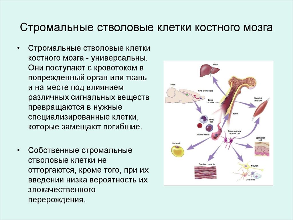 Аллогенная трансплантация костного мозга