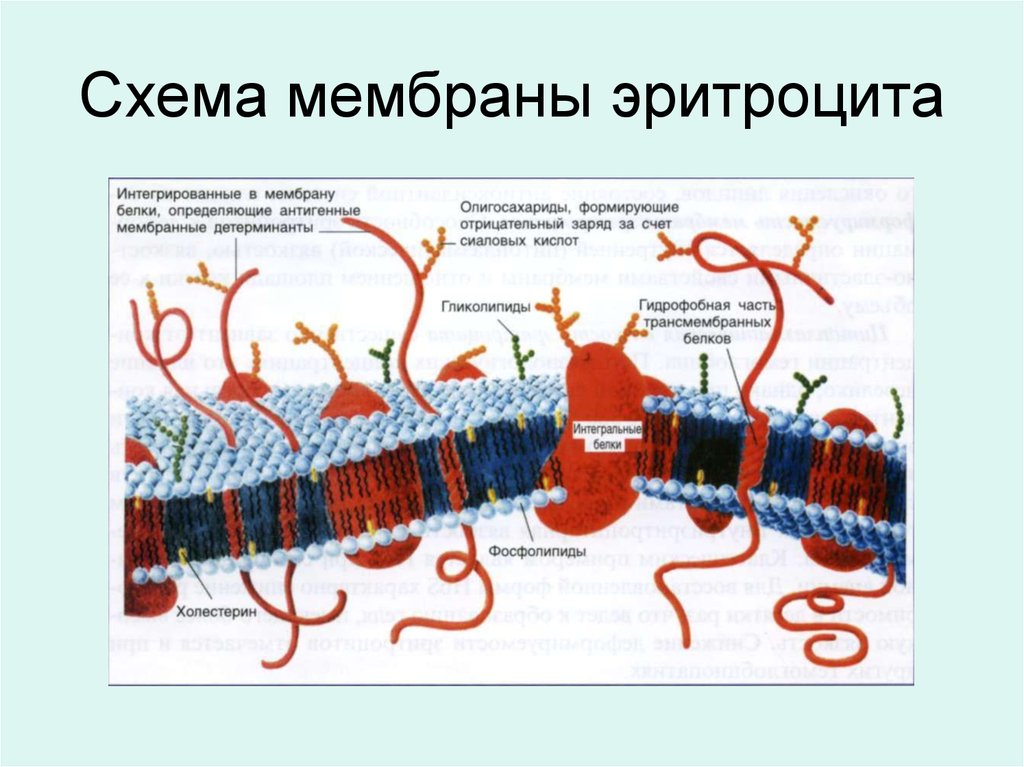 На мембране эритроцитов располагаются особые вещества