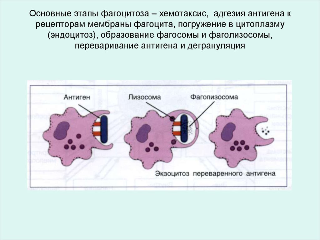 Какой процесс изображен на рисунке фагоцитоз