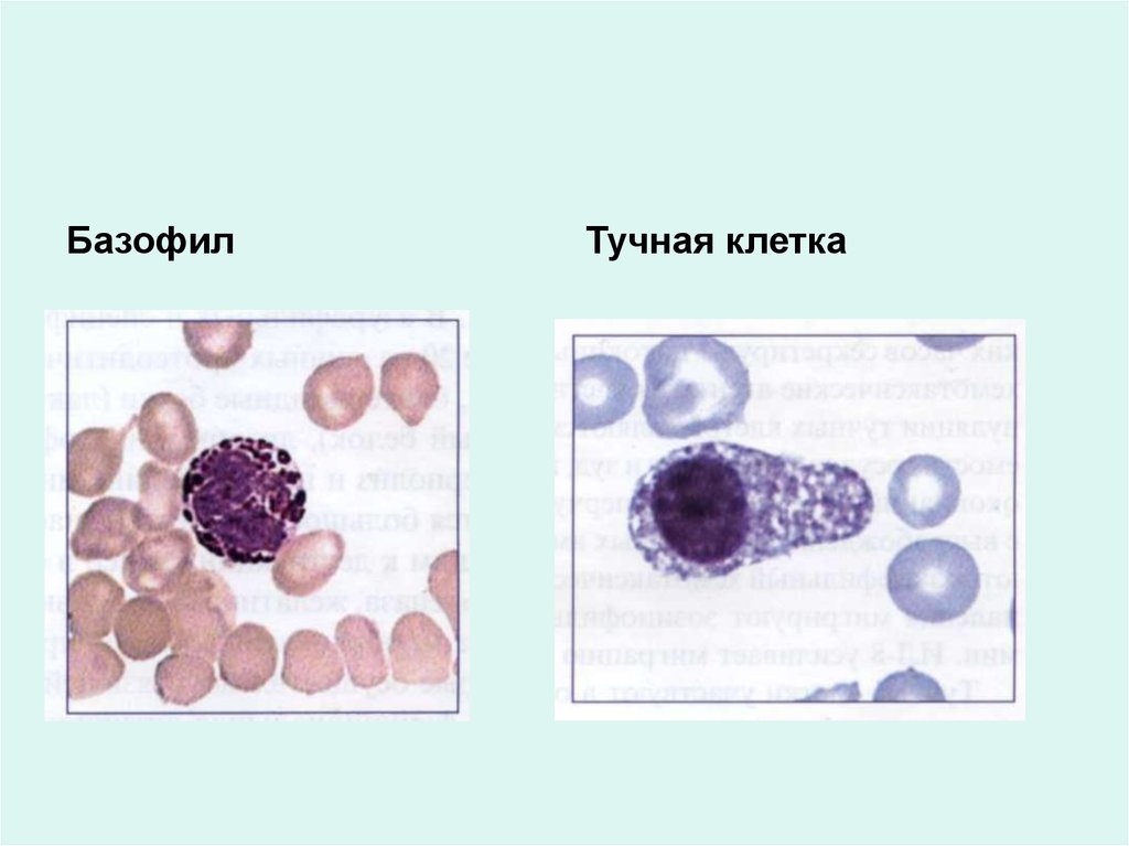 Тканевые базофилы. Базофилы и тучные клетки. Строение тучных клеток гистология. Тучные клетки (тканевые базофилы). Тучные клетки строение.
