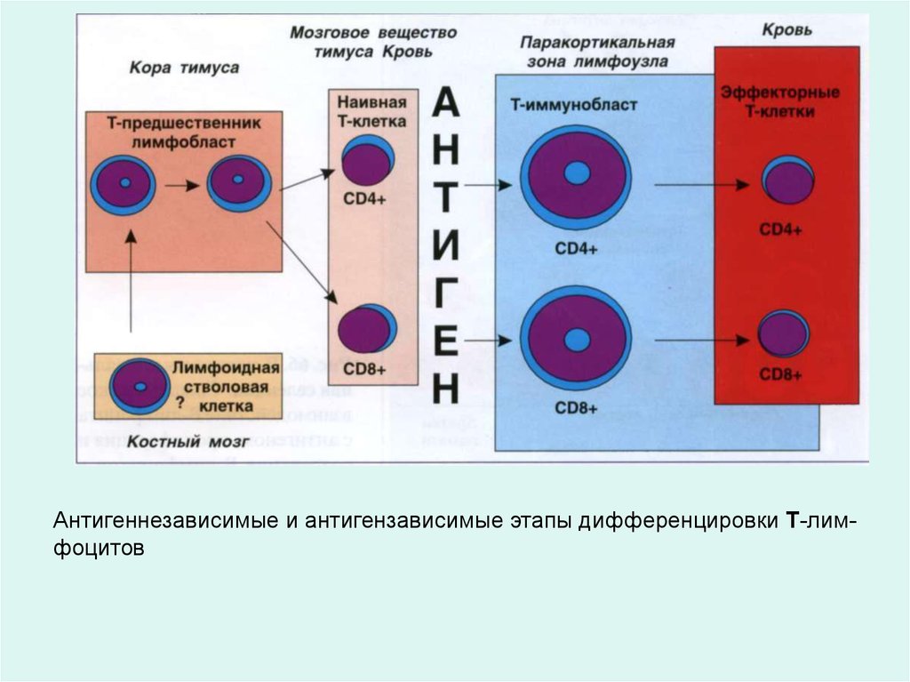 Дифференцировка клеток этапы. Дифференцировка т лимфоцитов в тимусе. Антигеннезависимая дифференцировка этапы. Антигензависимый лимфопоэз. Структуры антигензависимая дифференцировка.