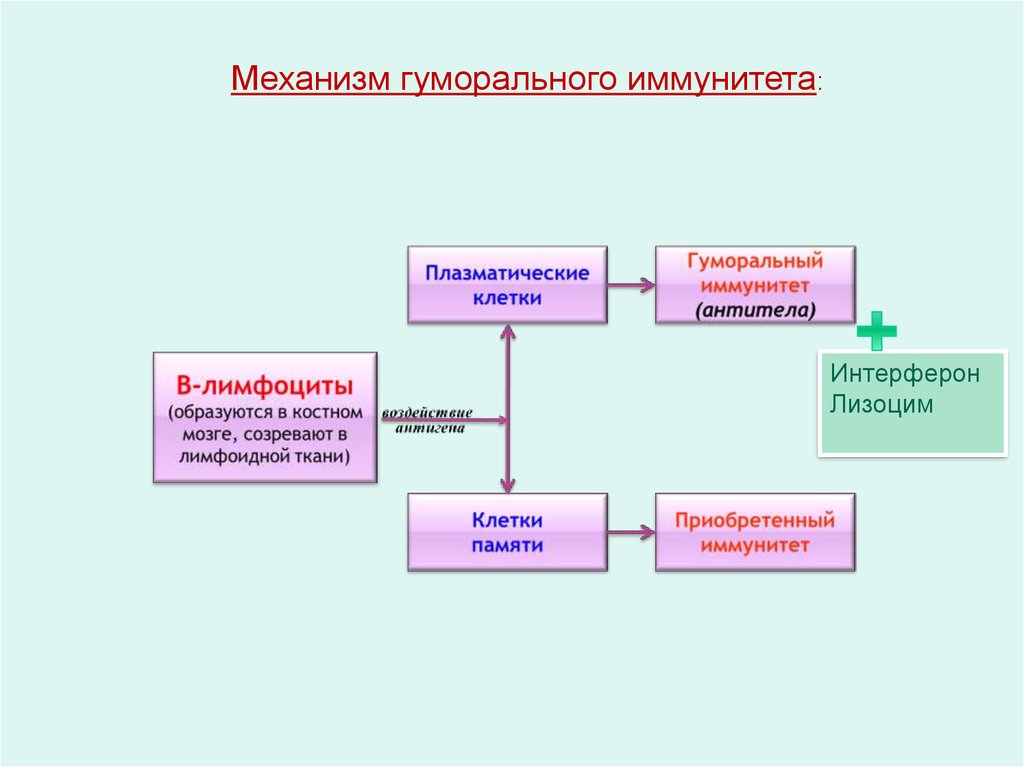 Гуморальный иммунитет. Механизм образования гуморального иммунитета. Действующие факторы клеточного и гуморального иммунитета. Гуморальный иммунитет обусловлен. Механизм работы гуморального иммунитета.