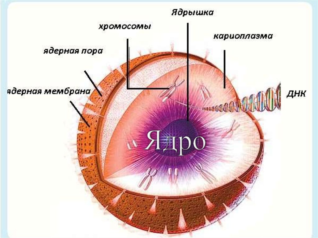 Ядро клетки человека. Строение эукаротической клетки ядра. Строение ядра человеческой клетки.