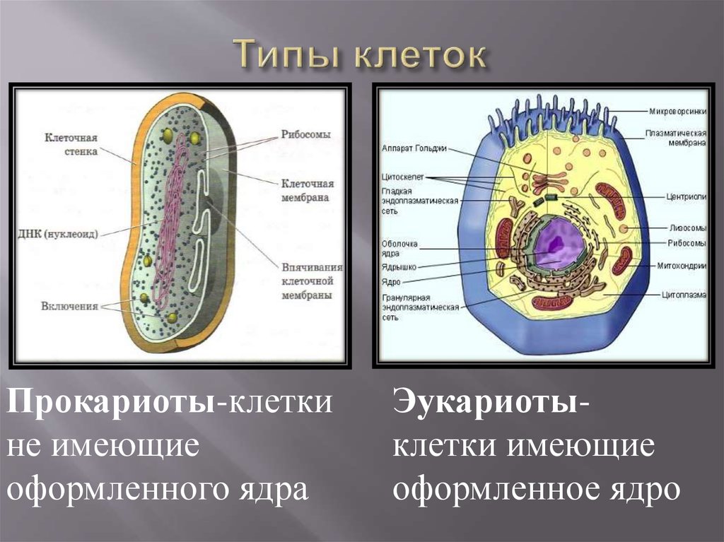 Клетки имеют ядро прокариоты эукариоты. Ядро прокариотической клетки. Типы клеток. Виды клеток биология. Различные типы клеток.