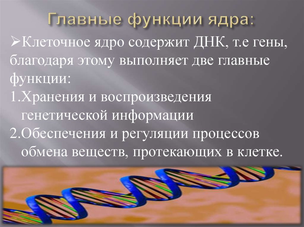 Ядро выполняет функцию. Основные функции ядра. Основная функция ядра. Основные функции ядра в клетке.