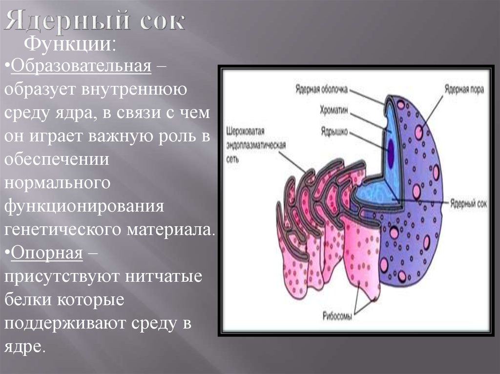 Образует внутреннюю среду клетки. Ядерный сок строение и функции. Ядерный сок в ядре клетки. Строение ядра ядерный сок. Особенности строения ядерного сока.