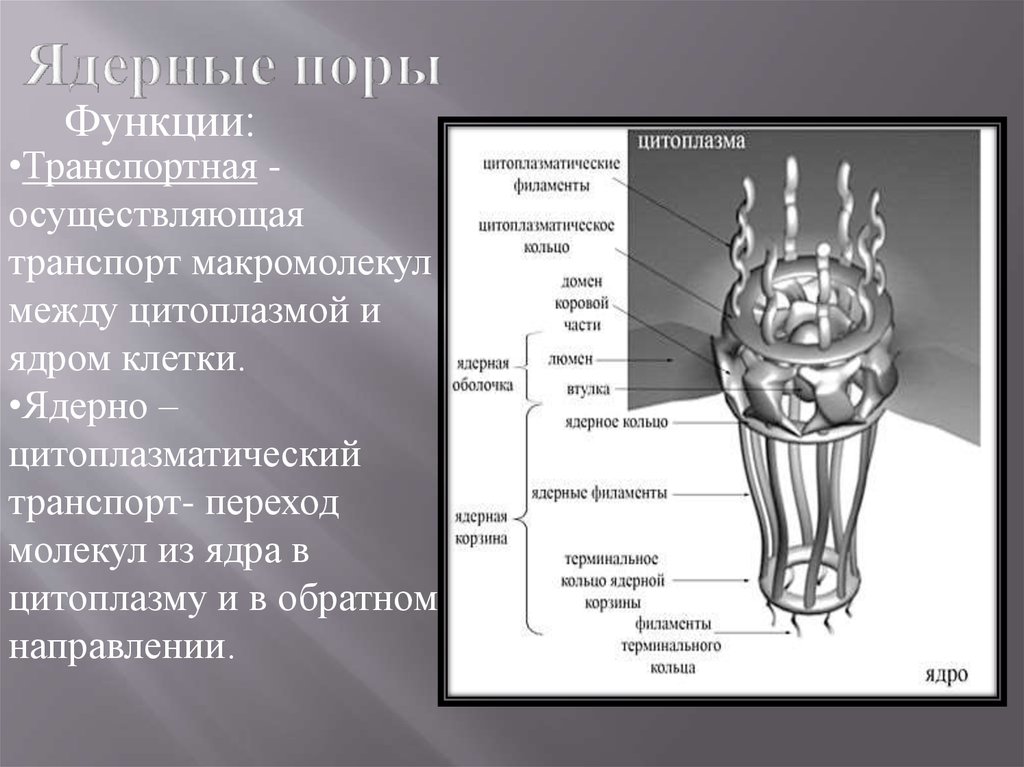 Функция поры. Ядерные поры функции. Ядерные поры строение и функции. Ядерный поровый комплекс функции. Строение порового комплекса ядра.