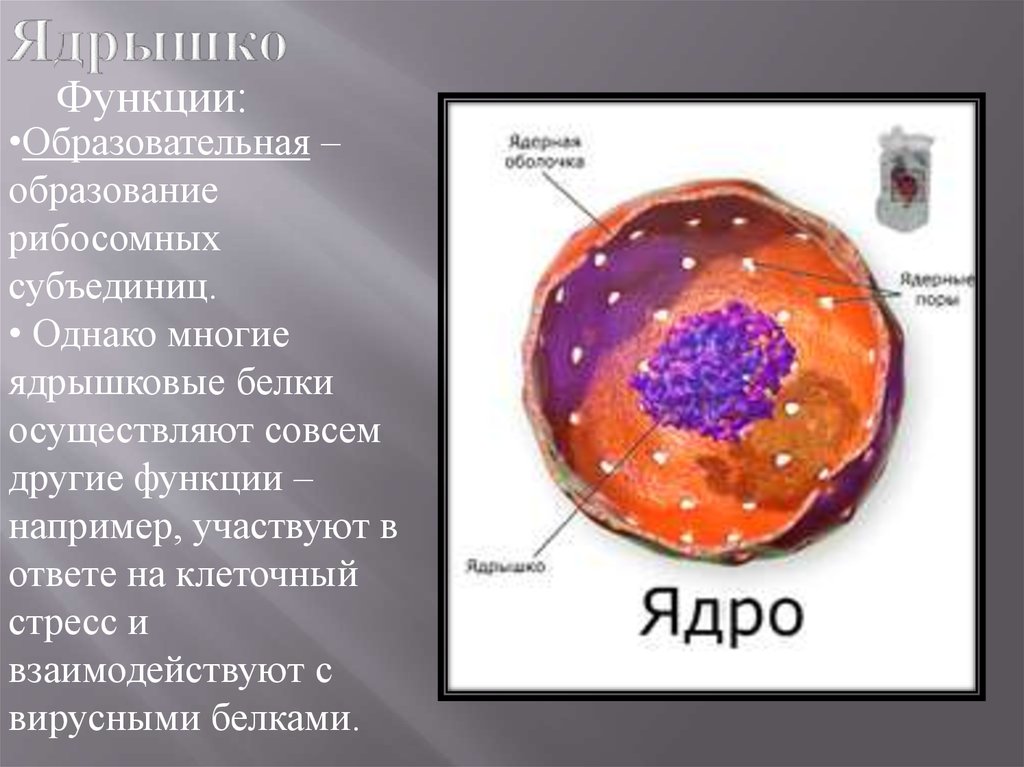 Функции ядра в животной клетке. Ядрышко. Ядрышко функции. Функция ядрышка формирование. Образование ядрышка.