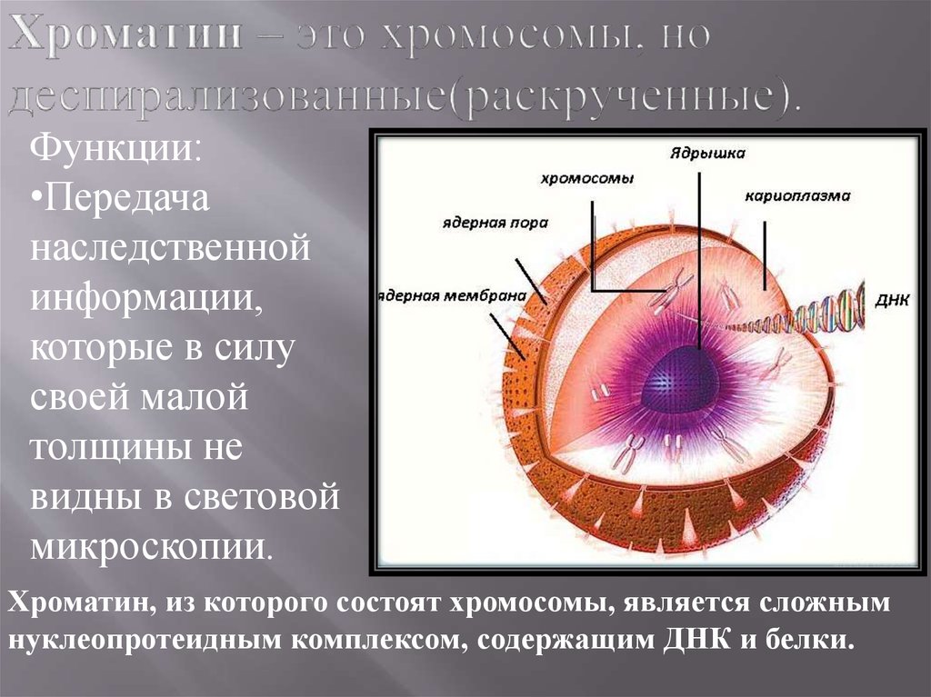 Роль хроматина. Хроматин функции. Тельца в ядре клетки передающие наследственные признаки. Ядро и ядрышко строение. Деспирализованные хромосомы в ядре.