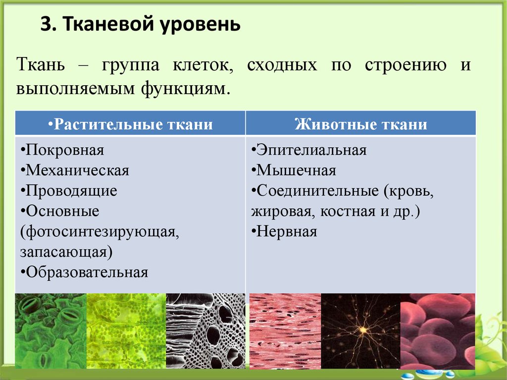 Тканевой уровень жизни. Уровни организации животной ткани. Из каких элементов состоят ткани животных организмов. Ткани животных ткани растений клетки органы системы органов. Тканевый уровень организации жизни.