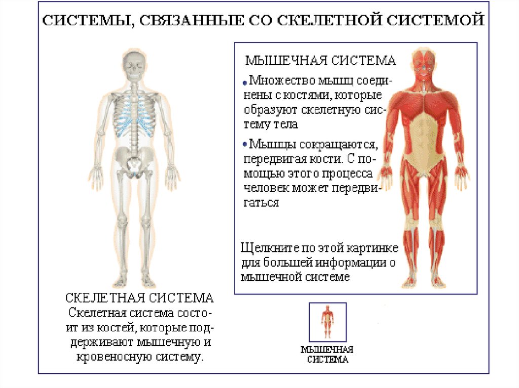 Органы опоры человека. Система опоры и движения человека. Система органов опоры и движения. Органы образующие систему опоры и движения человека. Мышцы системы опоры и движения.