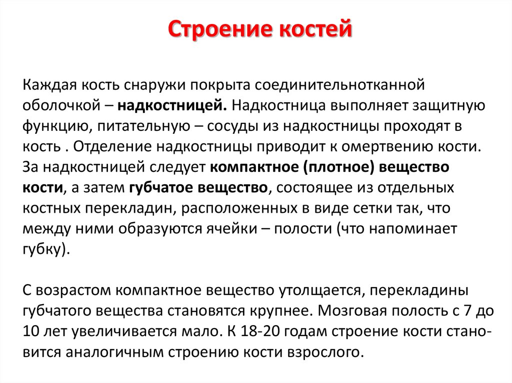 Чем покрыта кость снаружи. Кости снаружи покрыты. Кость снаружи покрыта. Кость извне покрыта. Чем с наркжи плкрыты кочти.