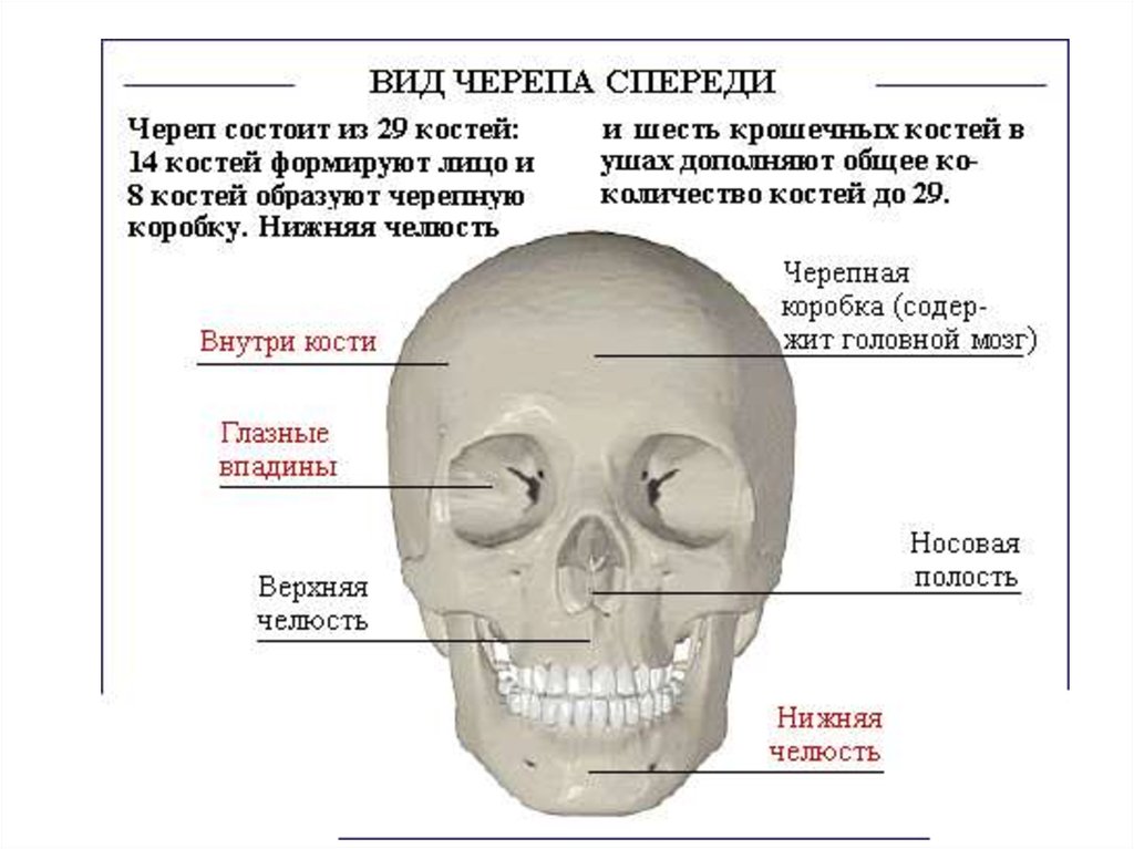 Череп состоит из. Череп состоит. Череп состоит из костей. Черепная коробка состоит. Череп состоит из 23 костей.