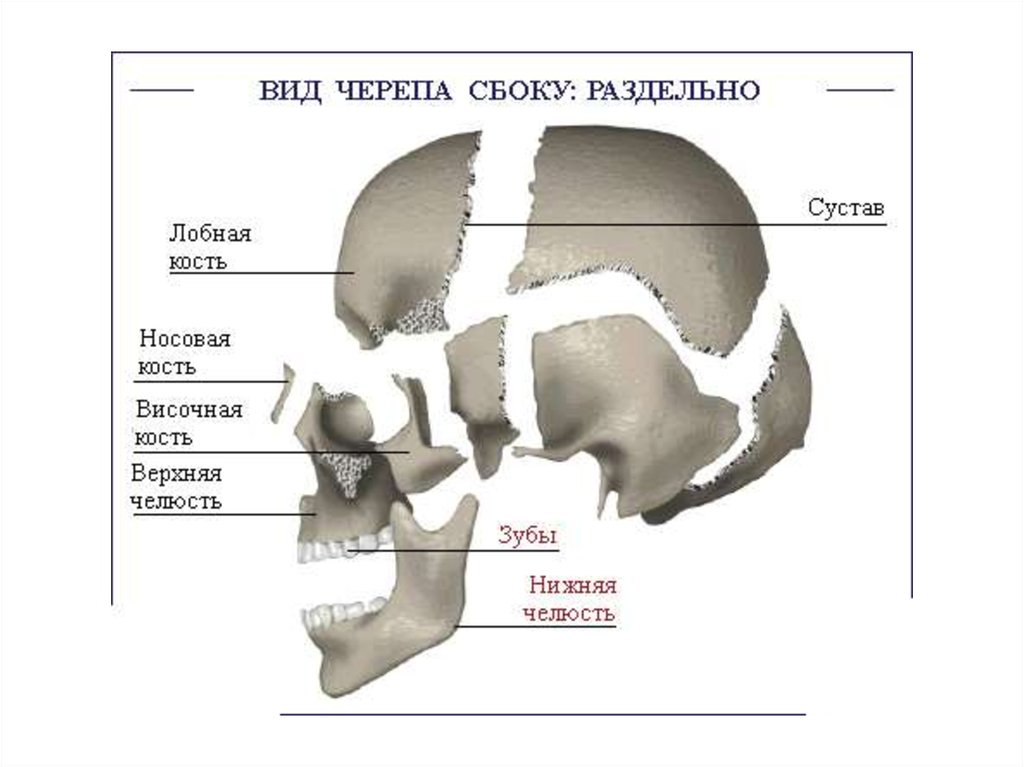 Кости черепа человека относятся к. Кости черепа носовая кость. Череп человека носовая кость. Лобная кость сбоку.