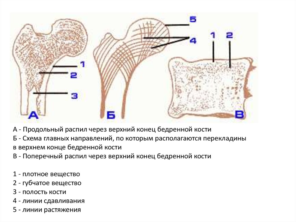 Схема кости. Строение бедренной кости на распиле. Трубчатая кость курицы строение. Строение кости человека на распиле. Продольный распил кости.