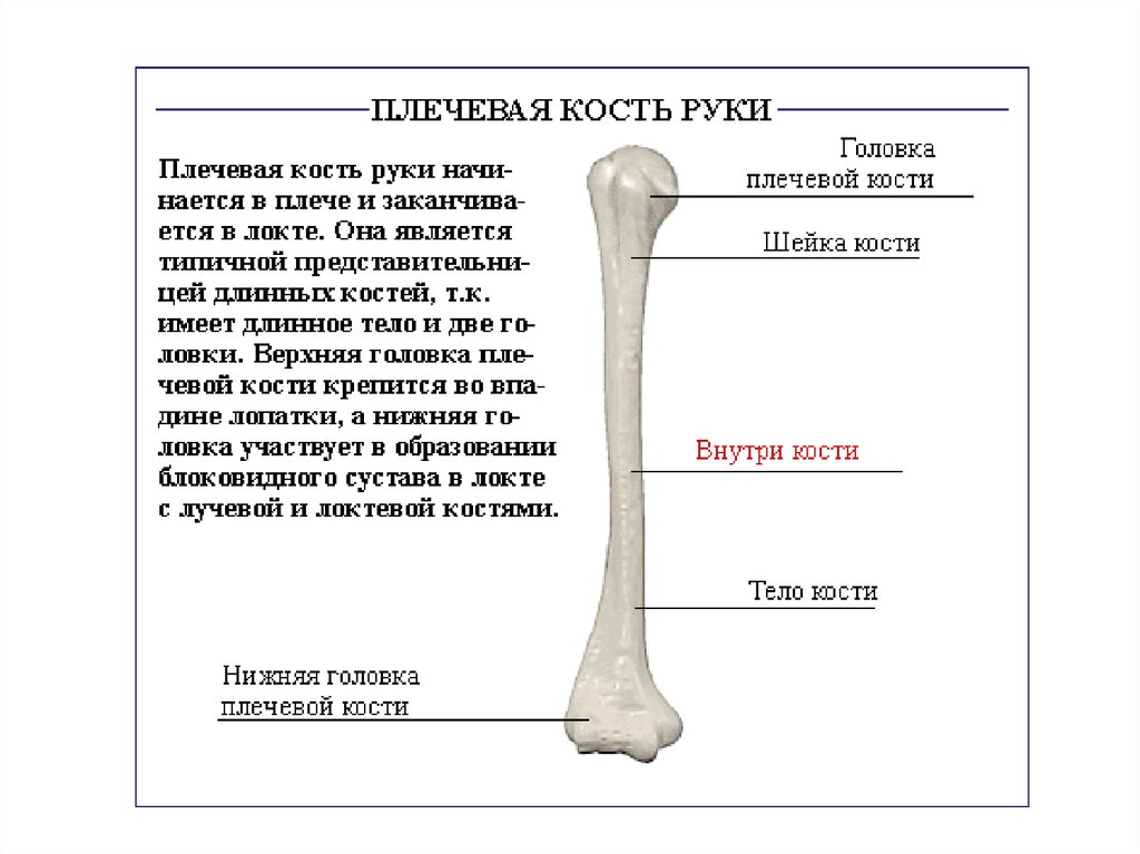 Плечевая кость латынь. Плечевая кость строение и функции. Строение плечевой кости анатомия на латыни. Плечевая кость анатомия строение на латыни. Плечевая кость, анатомические структуры..