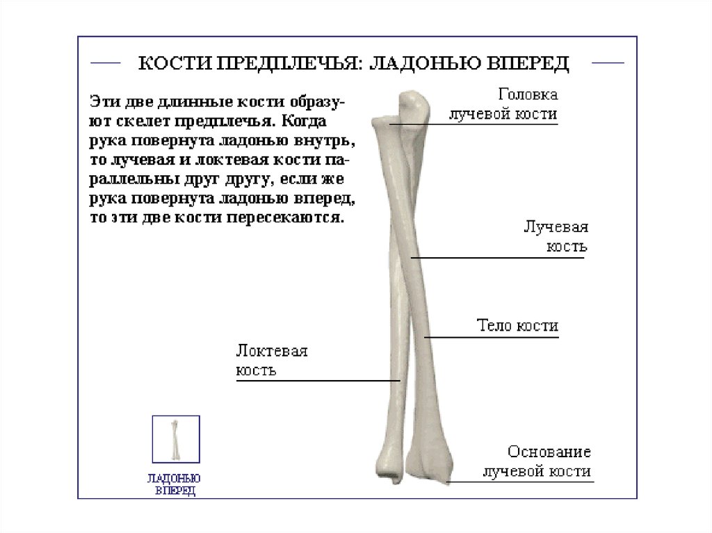 Лучевая кость человека фото