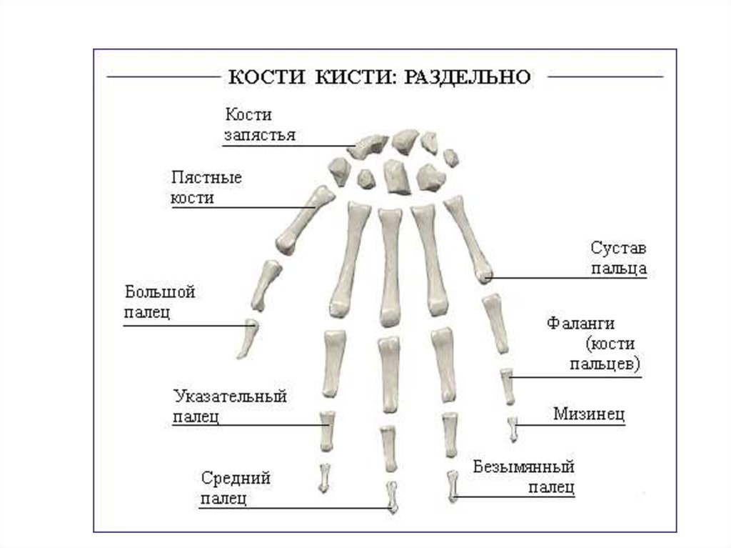 Скелет пальцев человека. Кости кисти вид спереди. Кости ястья анатомия человека. Кости кисти строение. Строение кисти руки вид сбоку.