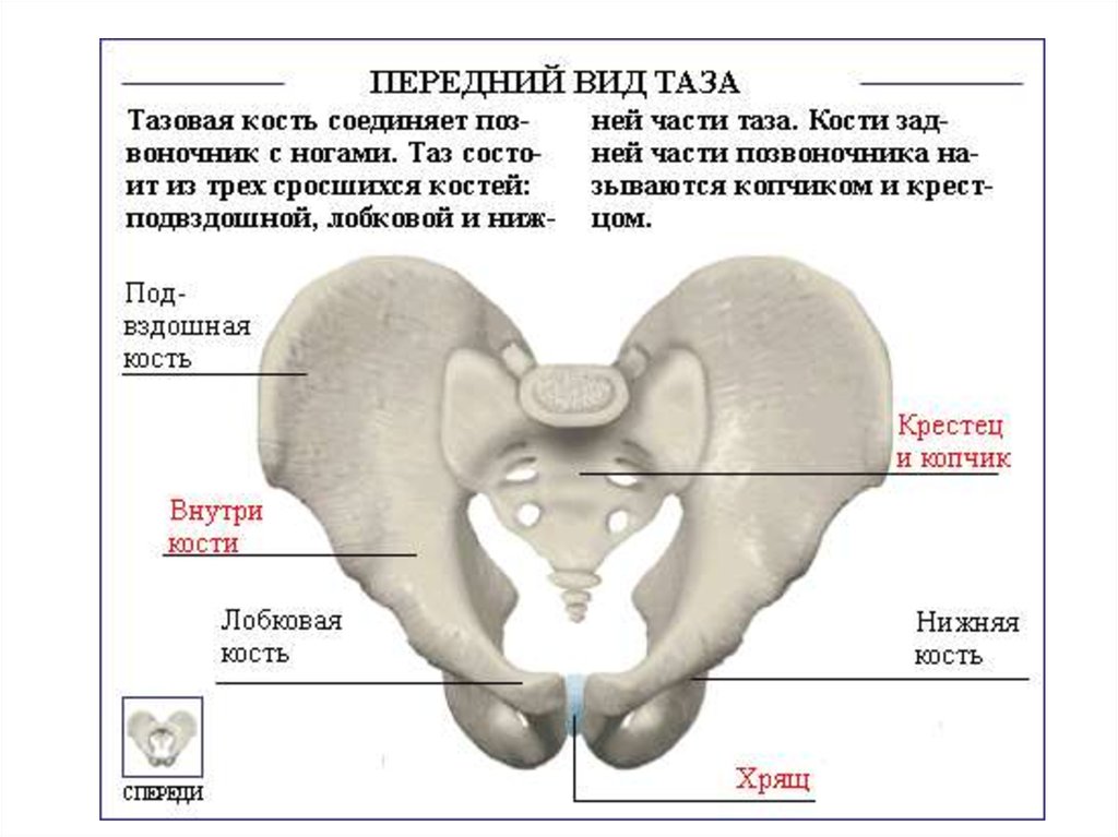 Как называется орган человека обозначенный на рисунке буквой а тазовая кость