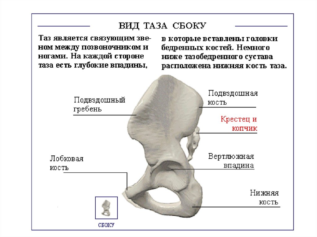 Кости таза схема