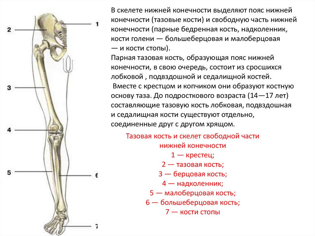 Кости пояса нижних конечностей. Кости скелета пояса нижних конечностей. Кости нижних конечностей тазовая кость. Пояс нижних конечностей. Кости нижней конечности.. Тазовая кость и скелет свободной части нижней конечности.